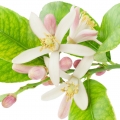 شکوفه لیموLemon Blossom